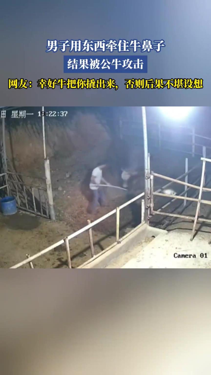 男子用东西牵住牛鼻子，结果被公牛攻击！