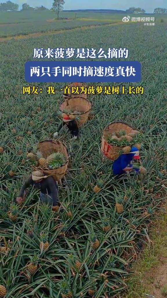 原来菠萝是这样采摘的，长见识了