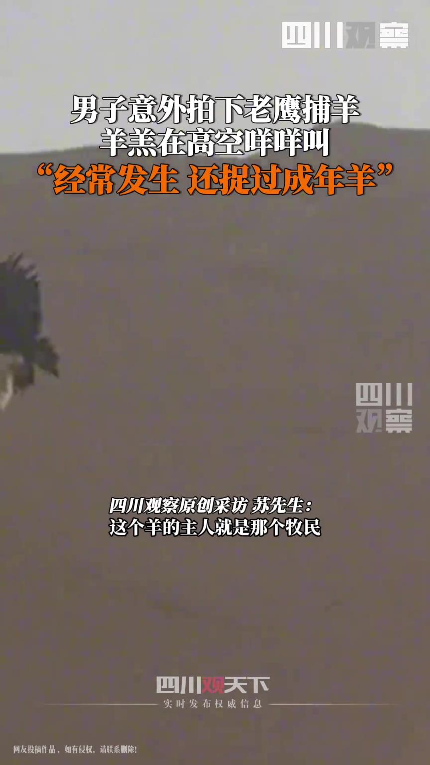 上天了？老鹰捕羊上天 一个俯冲过后，半空响起“咩咩”叫