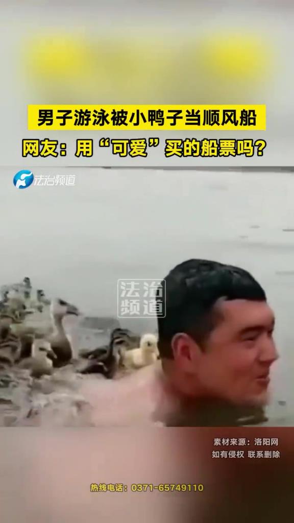 男子游泳被小鸭子当顺风船 网友：用“可爱”买的船票吗？
