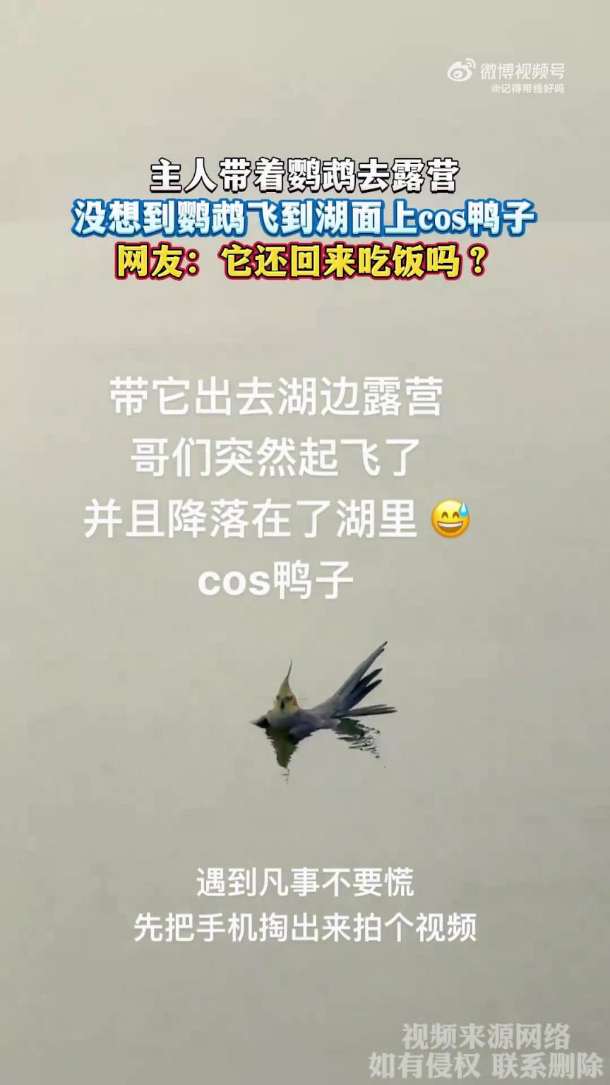 主人带着鹦鹉去露营，没想到鹦鹉飞到湖面上cos鸭子