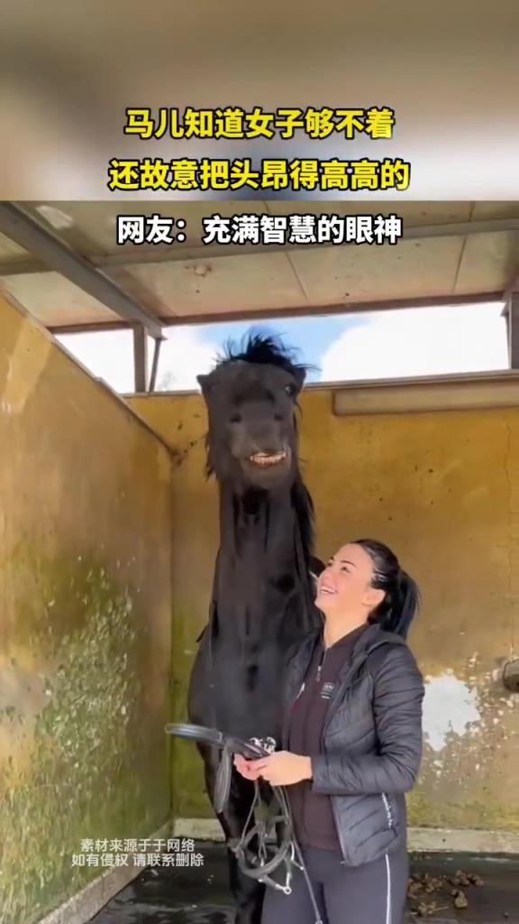 马儿知道女子够不着 还故意把头昂得高高的