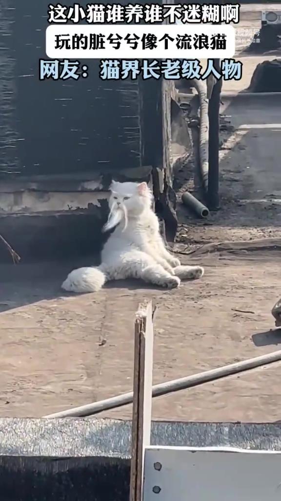 这小猫谁养谁不迷糊啊 玩的脏兮兮 像个流浪猫