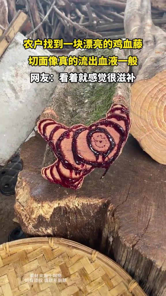 农户找到一块漂亮的鸡血藤,切面像真的流出血液一般!!