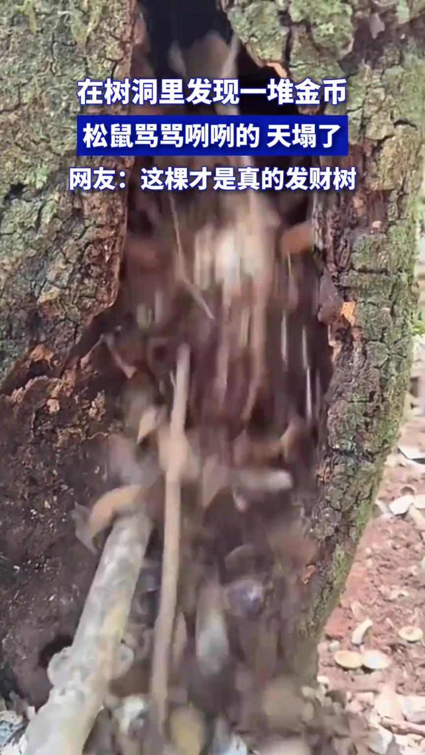 在树洞里发现一堆金币，松鼠骂骂咧咧的，天塌了
