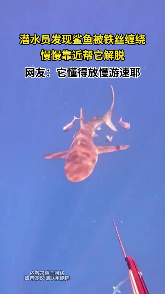 潜水员发现鲨鱼被铁丝缠绕，慢慢靠近帮它解脱