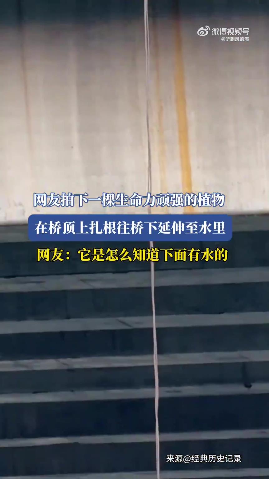 网友拍下一棵生命力顽强的植物，在桥顶上扎根往桥下延伸至水里！