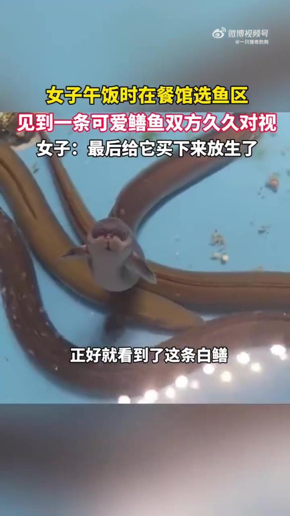 女子餐馆遇可爱鳝鱼，对视后放生
