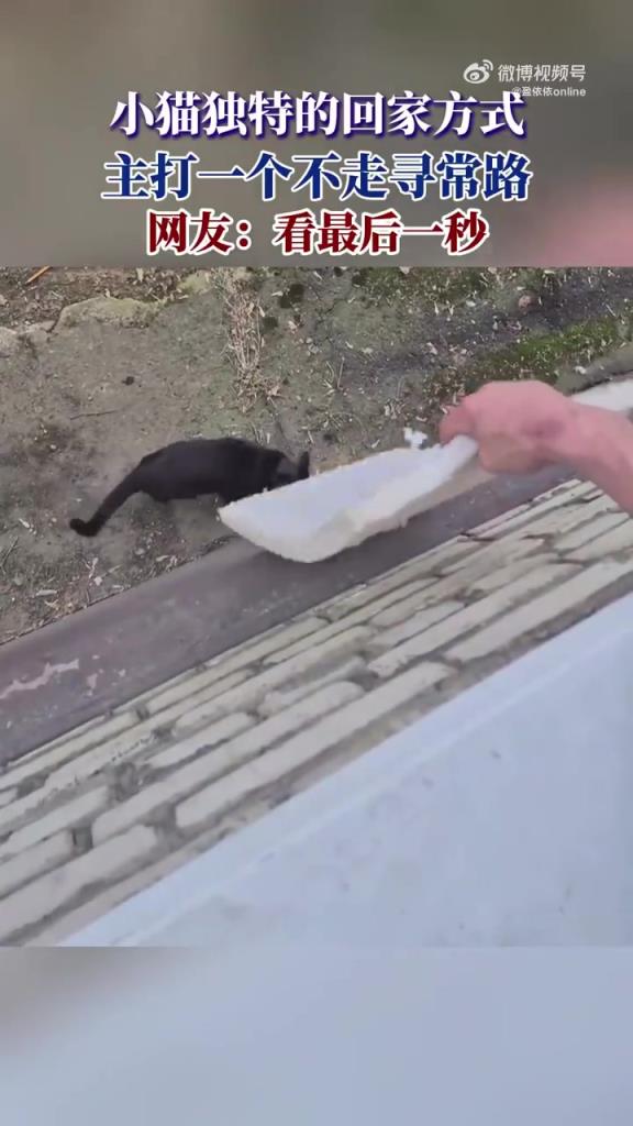 小猫独特的回家方式，主打一个不走寻常路