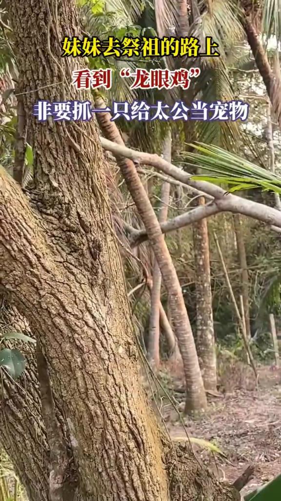 妹妹祭祖遇 “龙眼鸡”，非要抓给太公当宠物