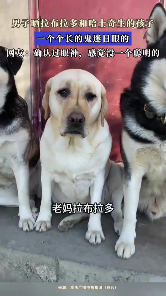 男子晒拉布拉多和哈士奇生的孩子，一个个长的鬼迷日眼的