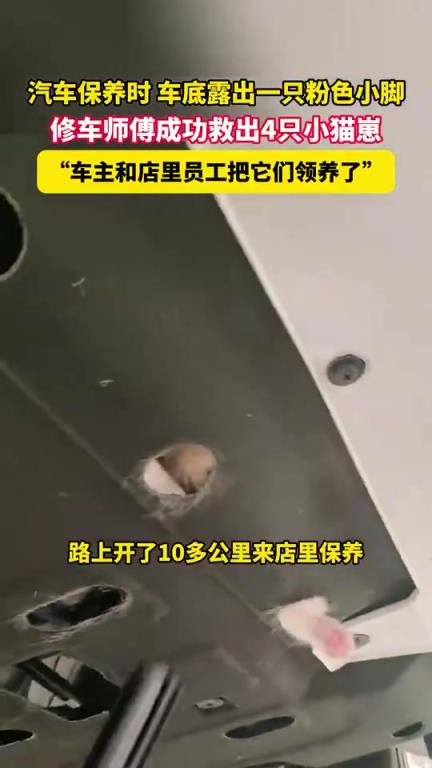汽车保养时 车底露出一只粉色小脚，修车师傅成功救出4只小猫崽