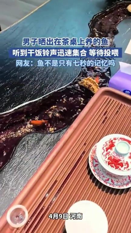 男子晒出在茶桌上养的鱼，听到干饭铃声迅速集合 等待投喂