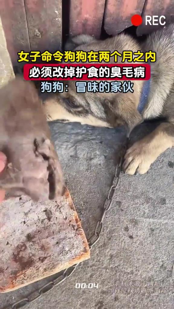 女子命令狗狗改掉护食毛病，狗狗咋想？