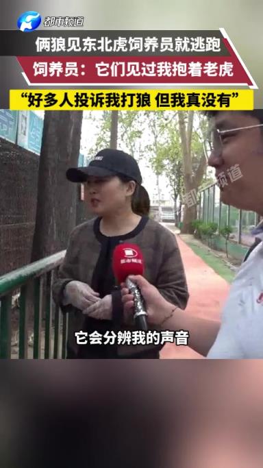 动物园里两只狼一看到东北虎饲养员 吓得发抖立即躲起来
