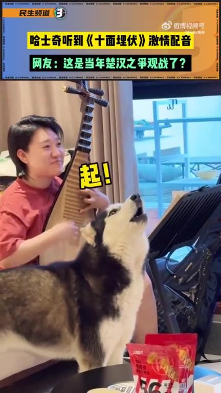 哈士奇听到《十面埋伏》激情配音，网友：这是当年楚汉之争观战了