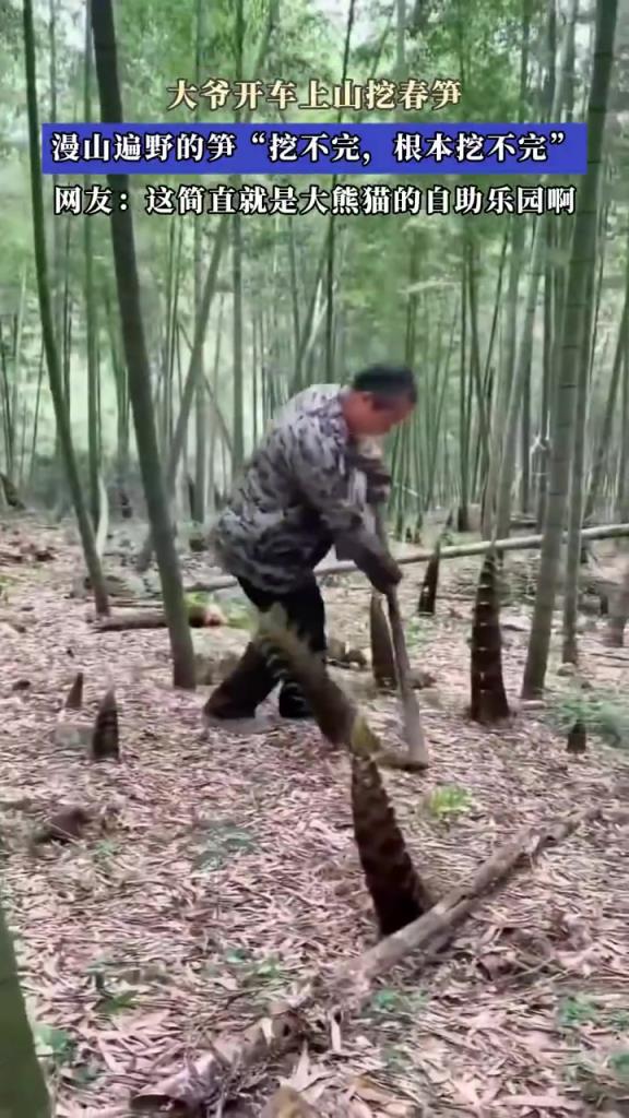大爷开车上山挖春笋，漫山遍野的笋“挖不完，根本挖不完”