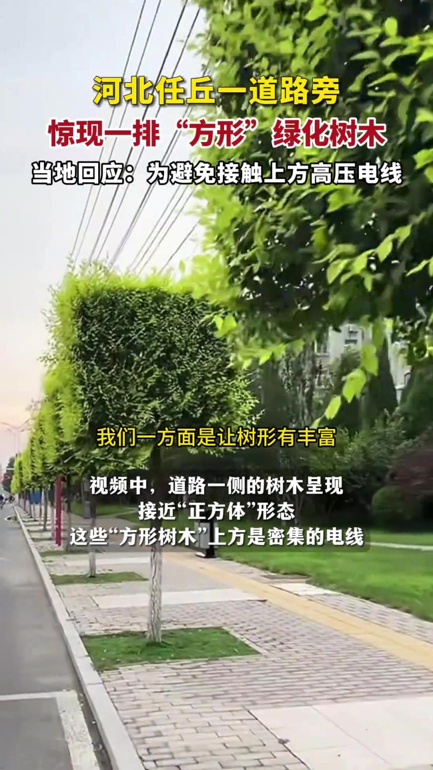 河北任丘一道路旁惊现一排“方形”绿化树木
