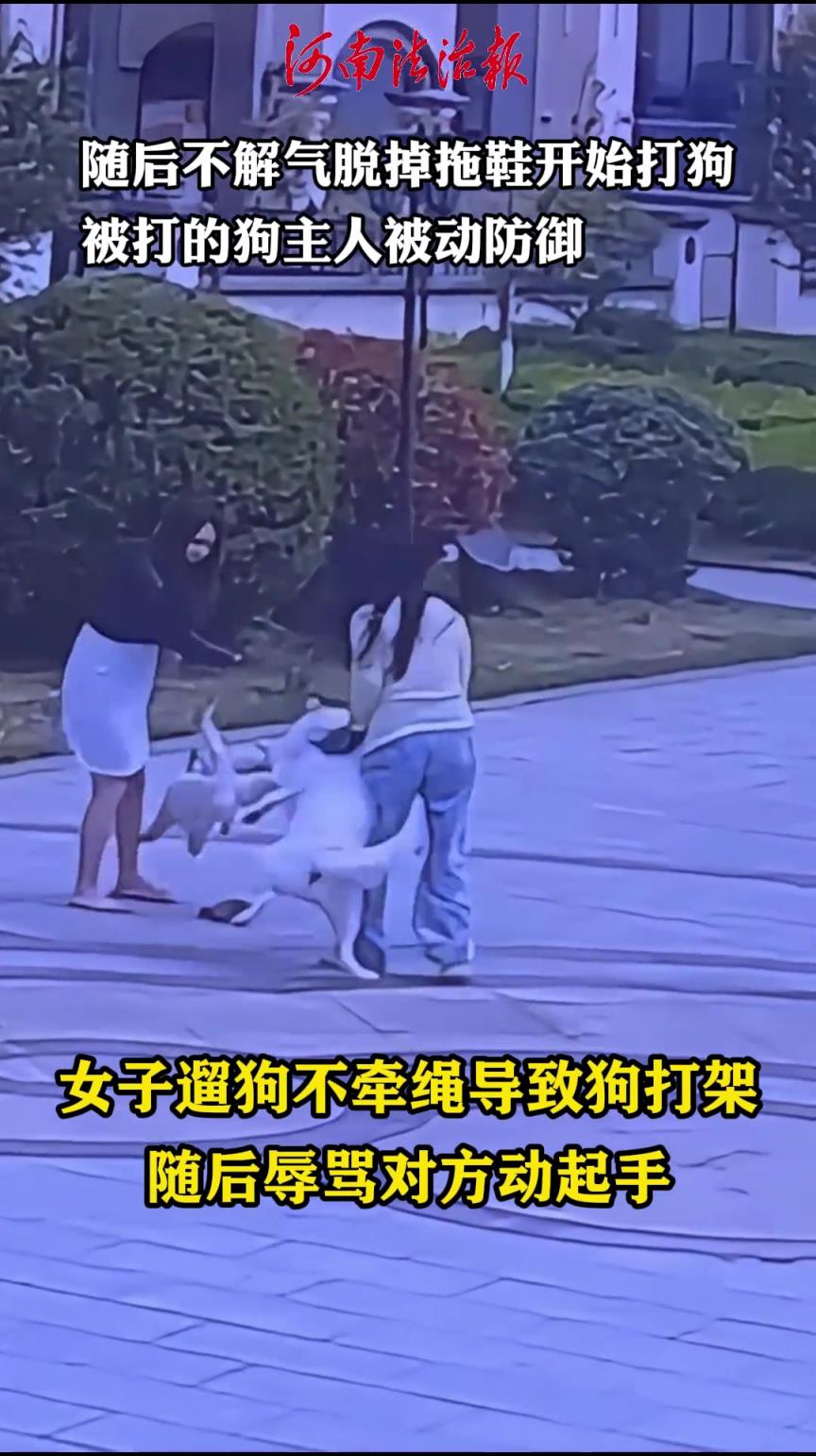 女子遛狗不牵绳导致狗打架