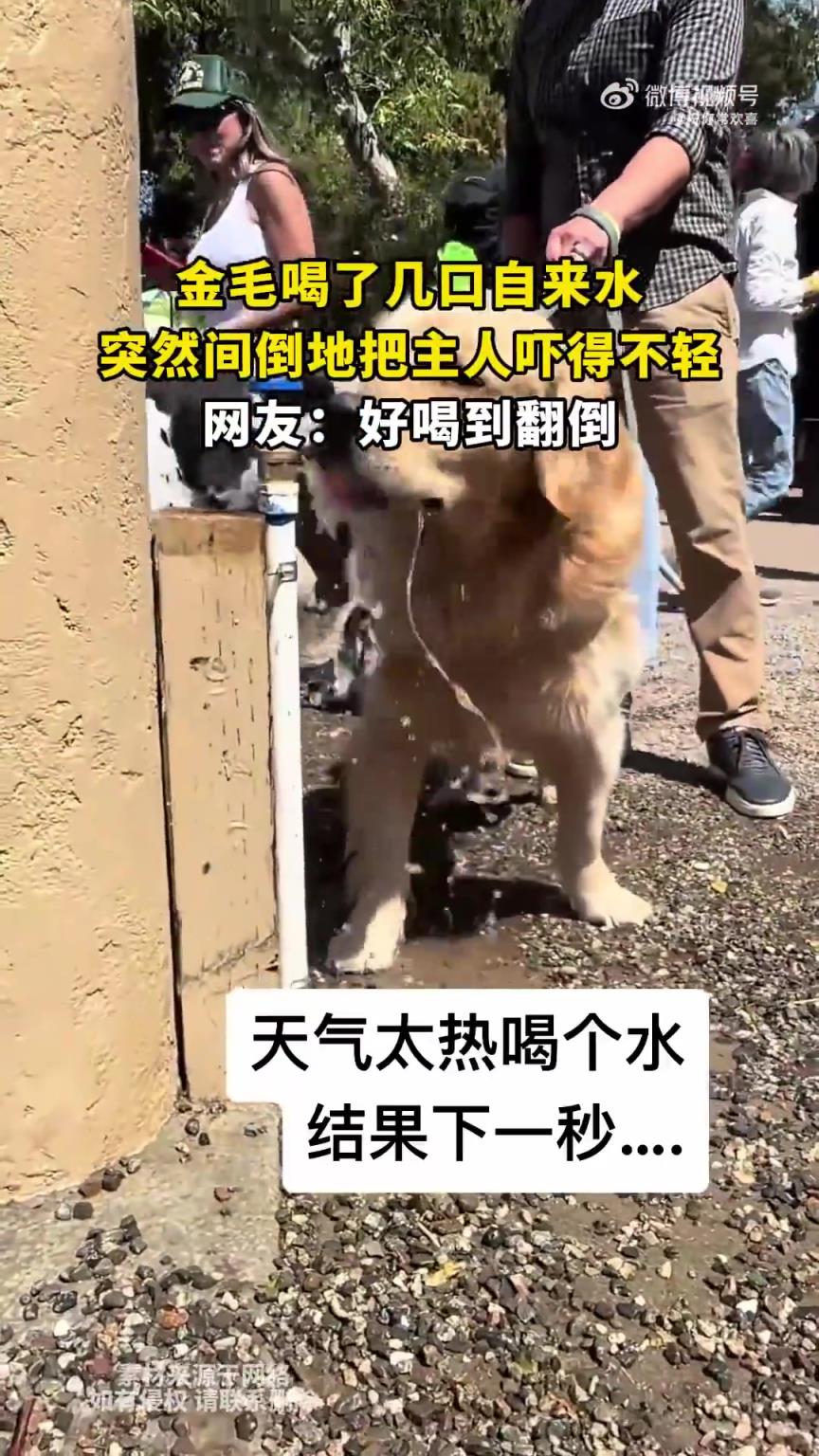金毛喝几口自来水后突然倒地，吓得主人不轻