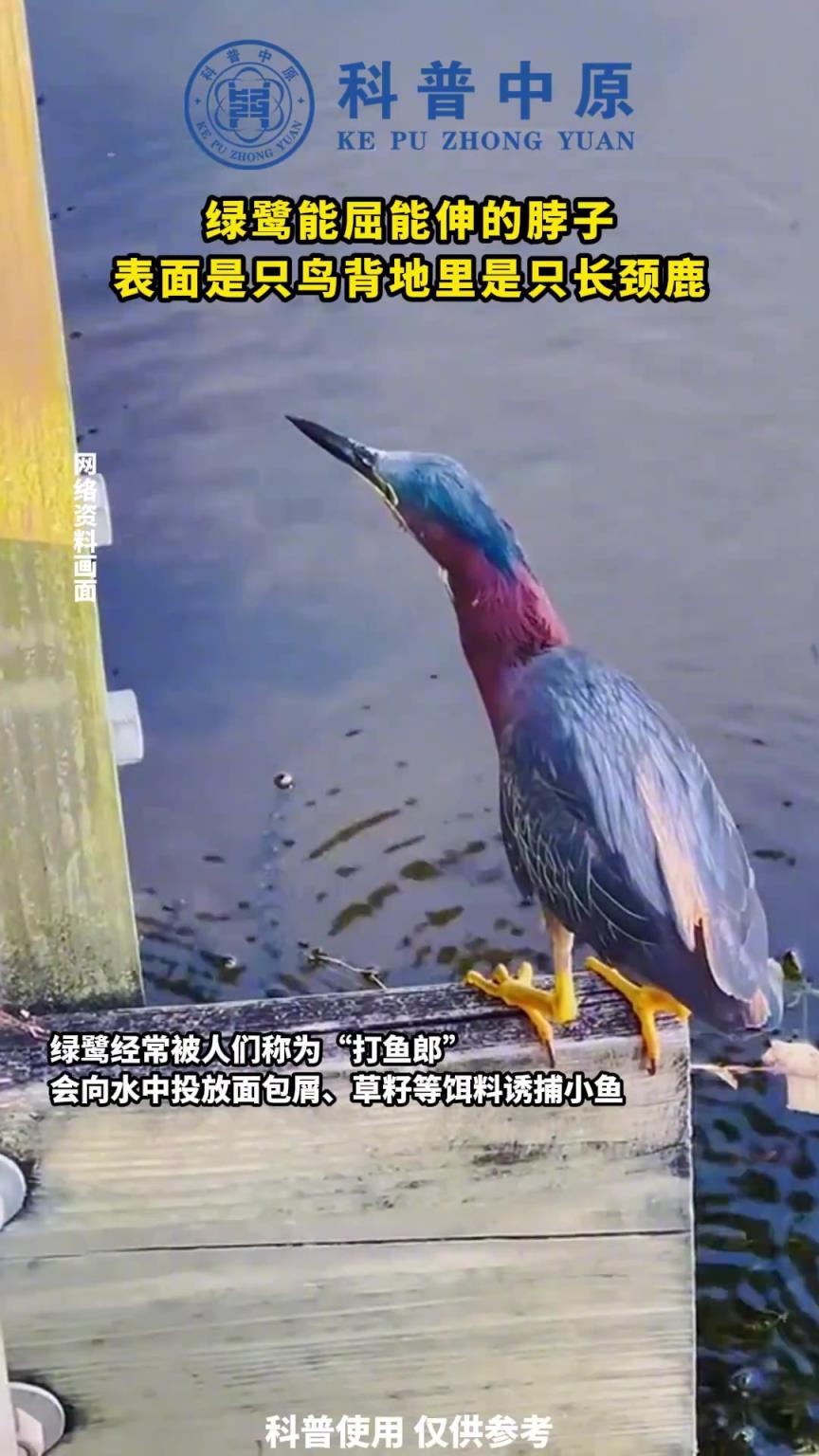 绿鹭能屈能伸的脖子，表面是只鸟背地里是只长颈鹿
