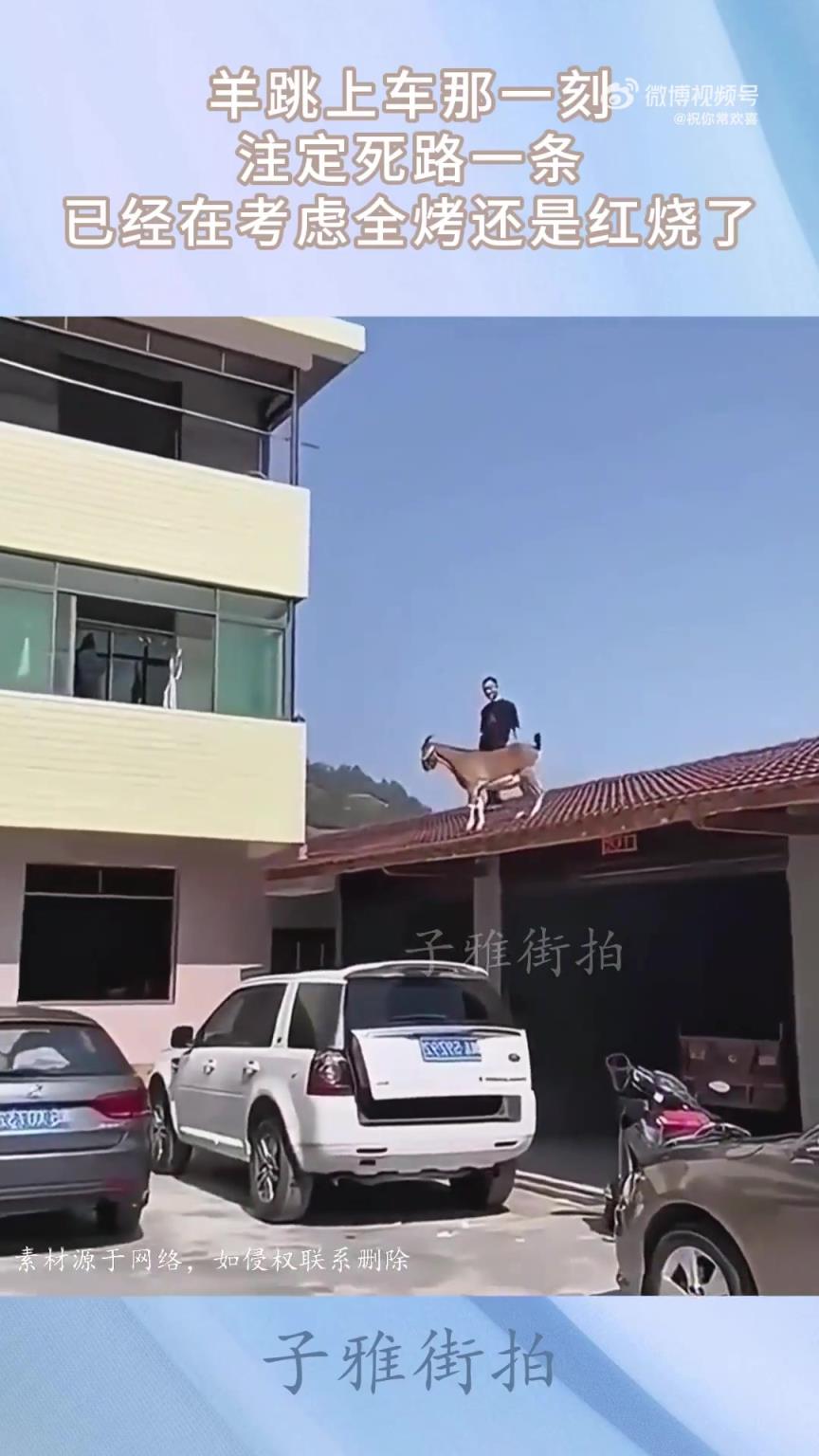羊跳上车瞬间，命运已定：全烤还是红烧？