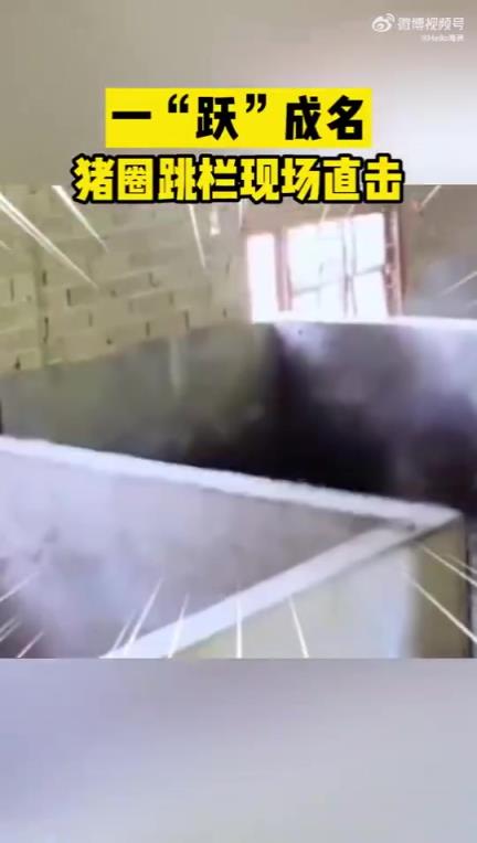 一“跃”成名 猪圈跳栏现场直击
