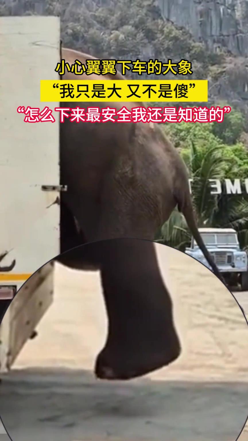 “我只是大 又不是傻”，“怎么下来最安全我还是知道的”