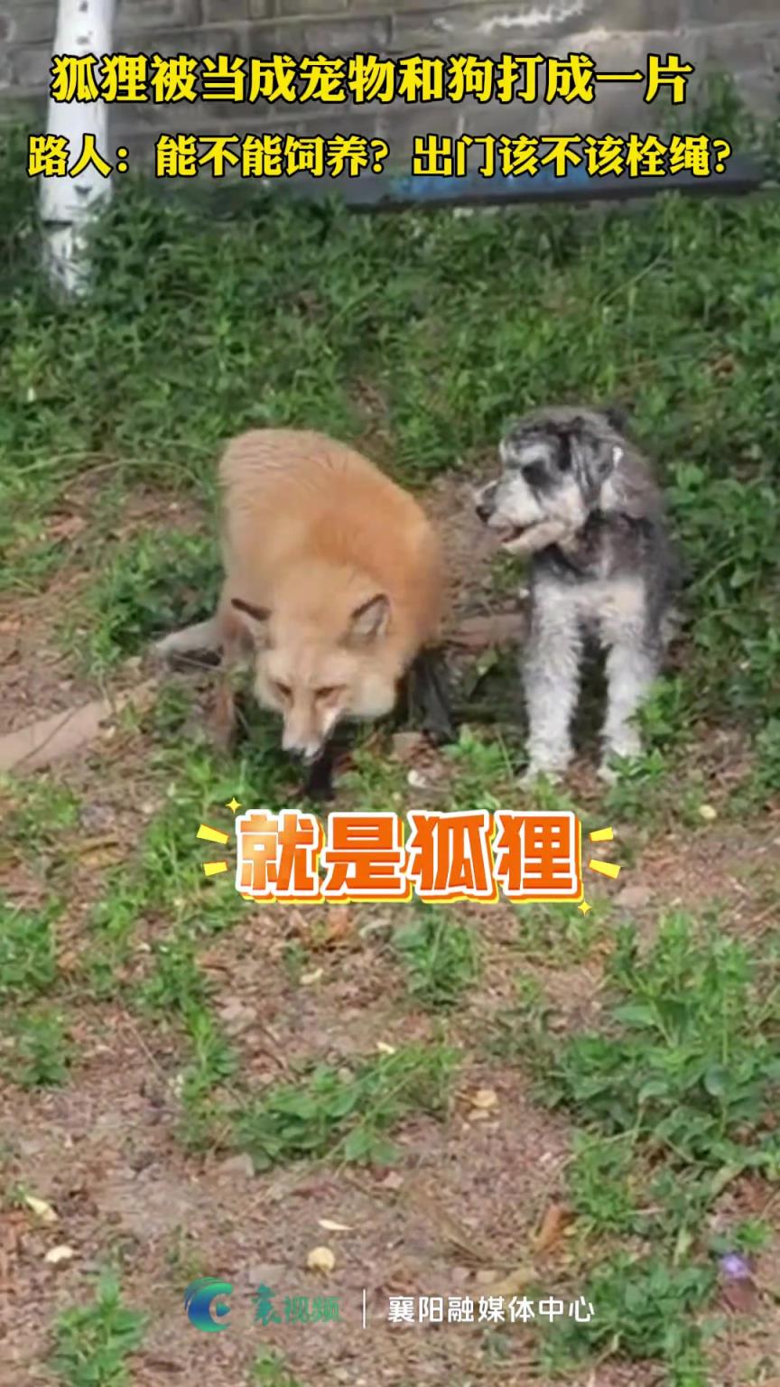 狐狸被当成宠物，和狗打成一片