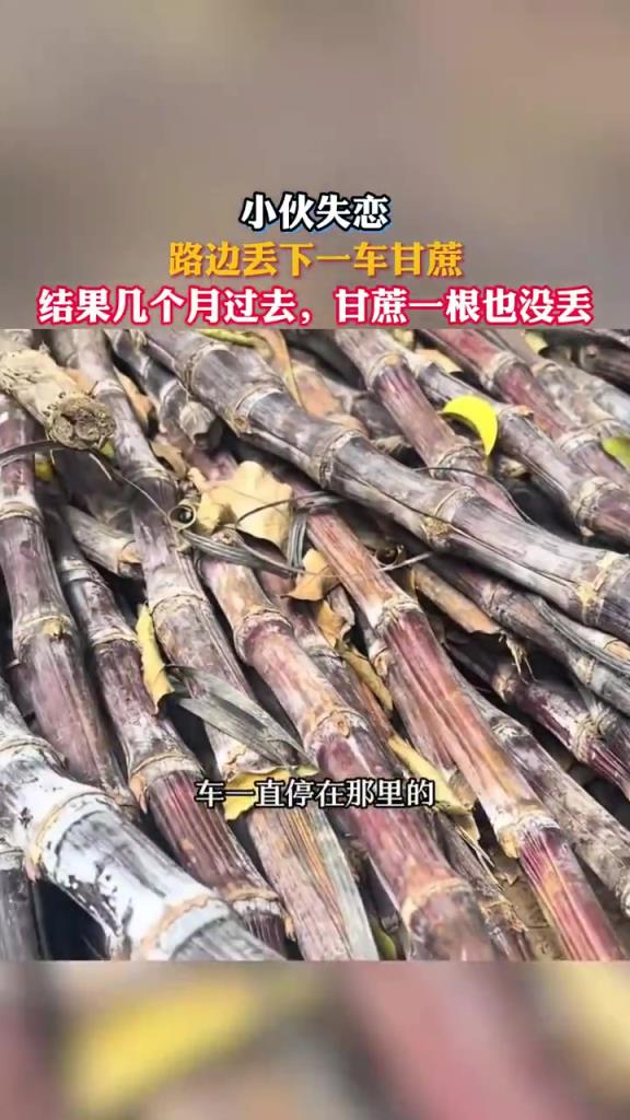 小伙失恋路边丢下一车甘蔗，数月后竟一根未少