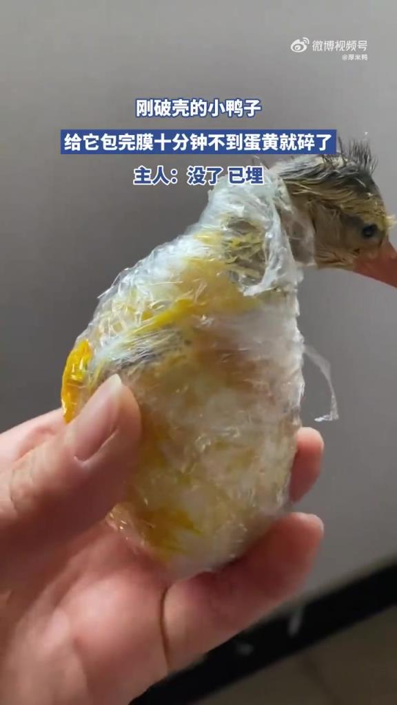 小鸭子破壳蛋黄碎，主人：已埋