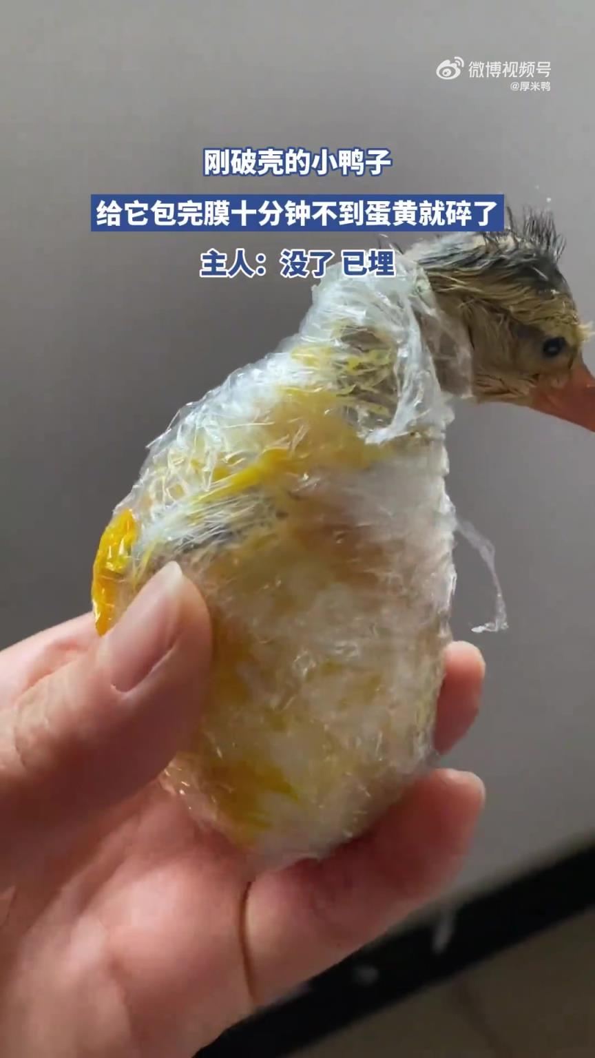 刚破壳的小鸭子，给它包完膜十分钟不到蛋黄就碎了