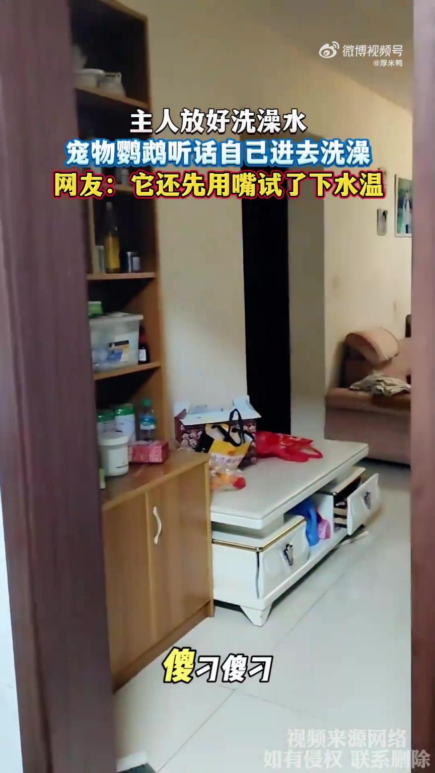 主人放好洗澡水，宠物鹦鹉听话自己进去洗澡