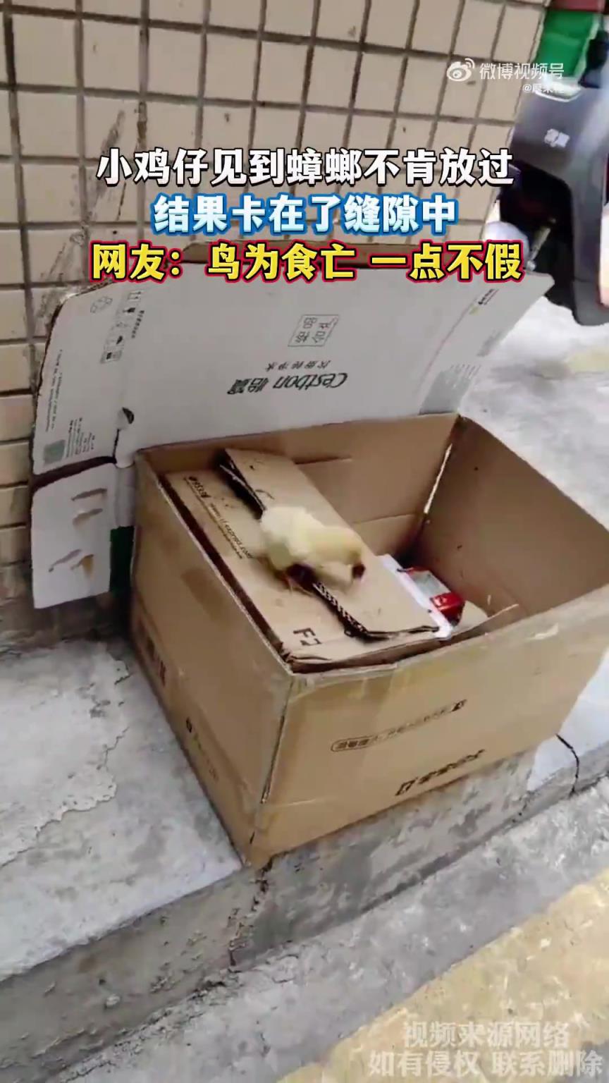 小鸡仔见到蟑螂不肯放过，结果卡在了缝隙中