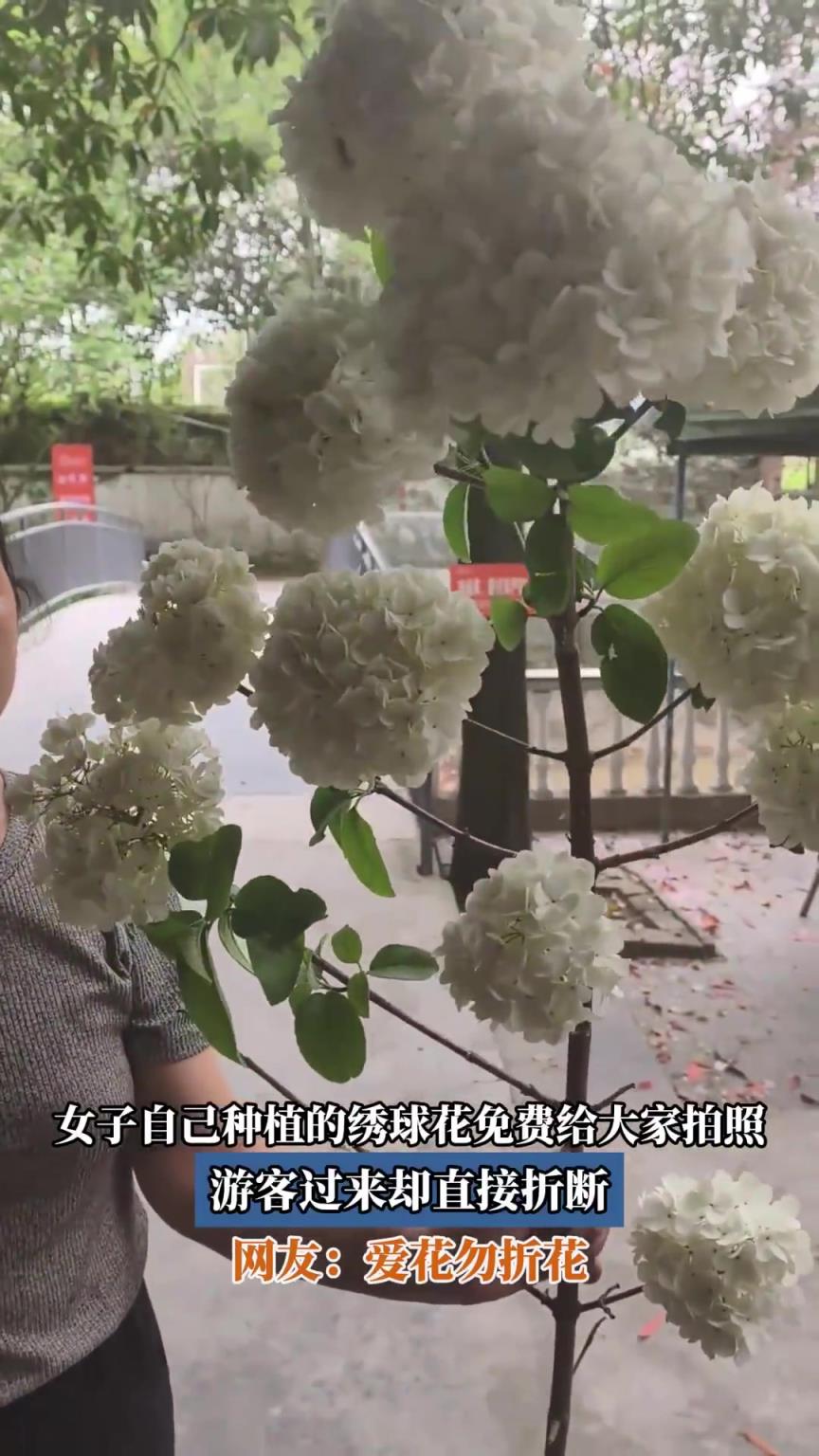 女子自己种植的绣球花免费给大家拍照，游客过来却直接折断
