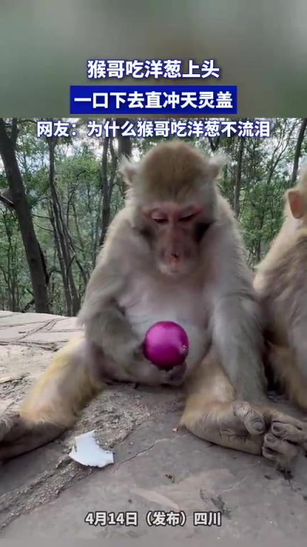 猴哥吃洋葱上头，一口下去直冲天灵盖，为什么猴哥吃洋葱不流泪