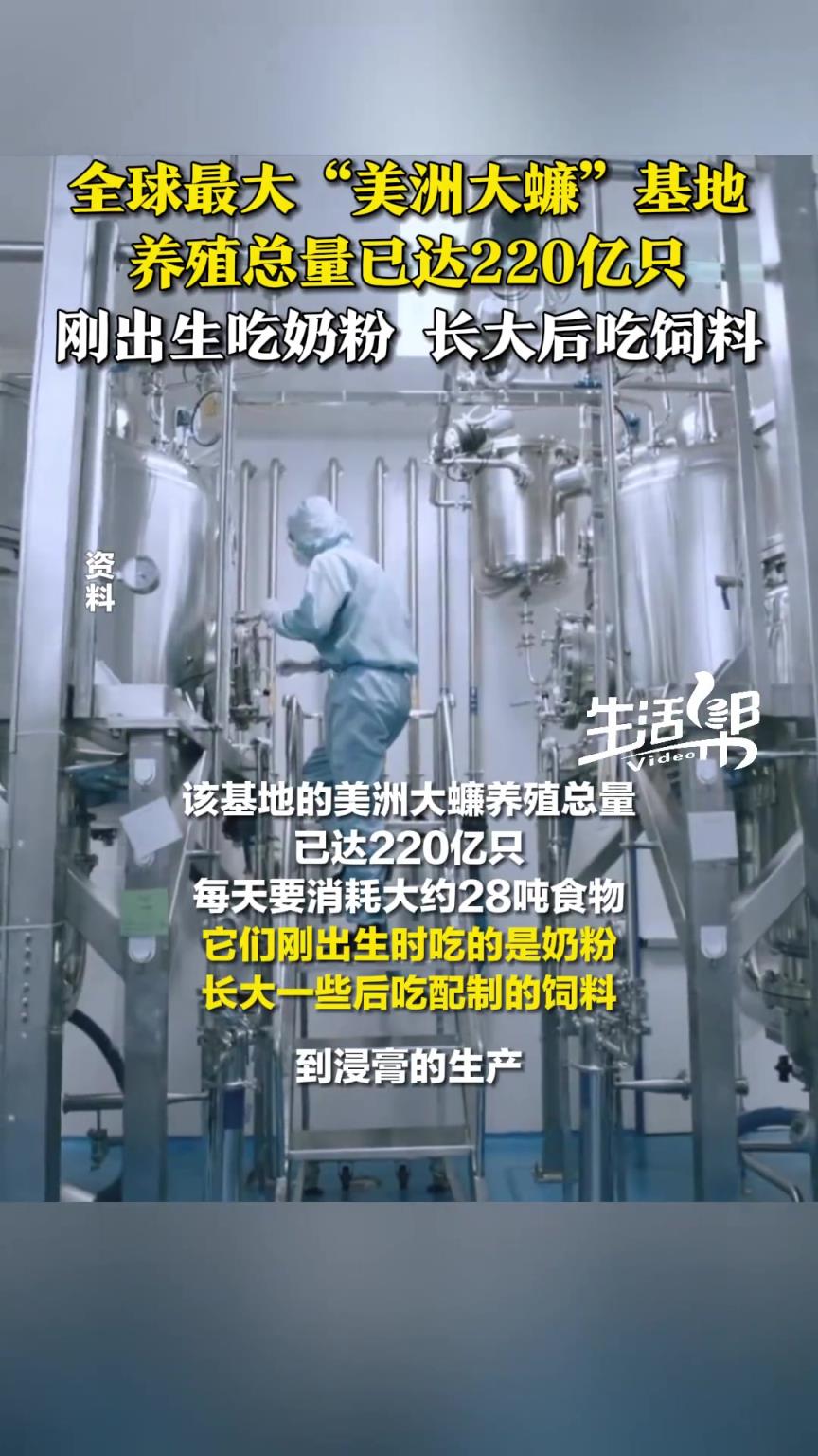 全球最大“美洲大蠊”基地在中国四川，养殖总量已达220亿只