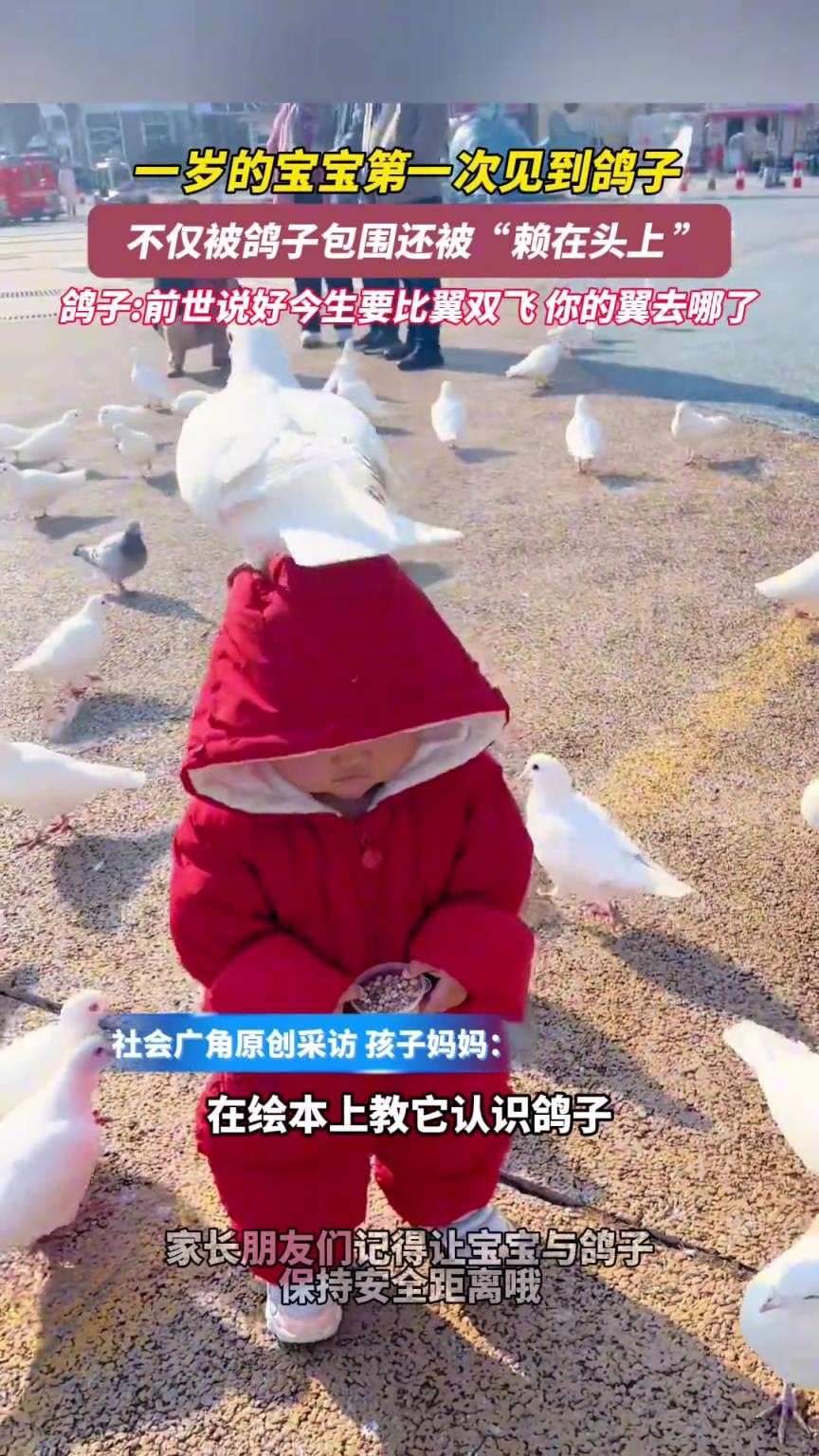 一岁的宝宝第一次见到鸽子 不仅被鸽子包围还被“赖在头上”