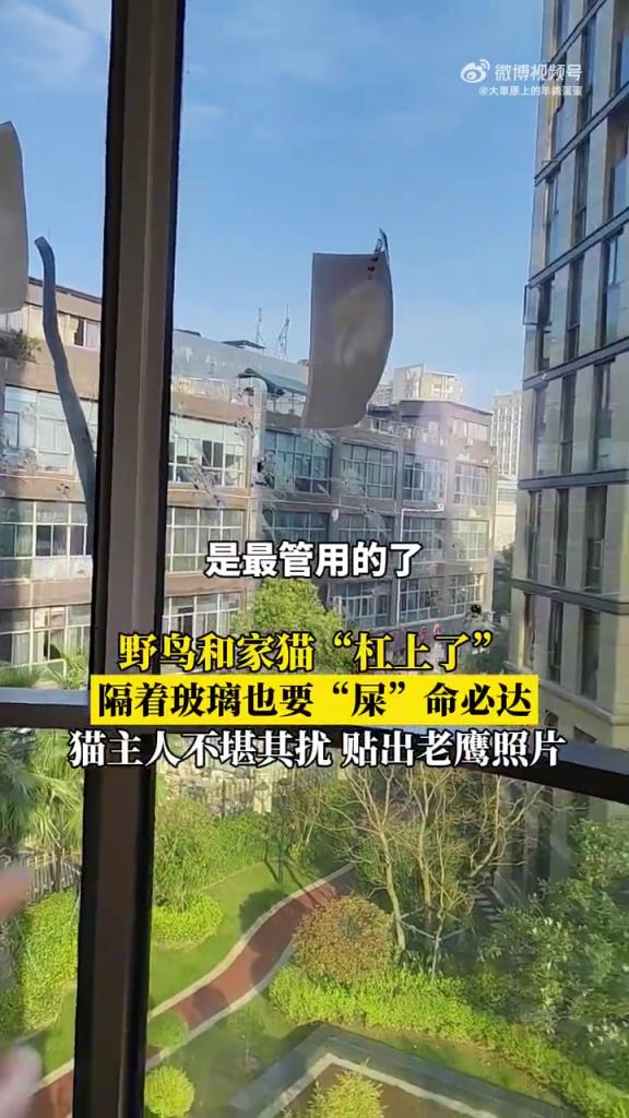 野鸟隔玻璃挑衅家猫，主人贴老鹰照 “治服”