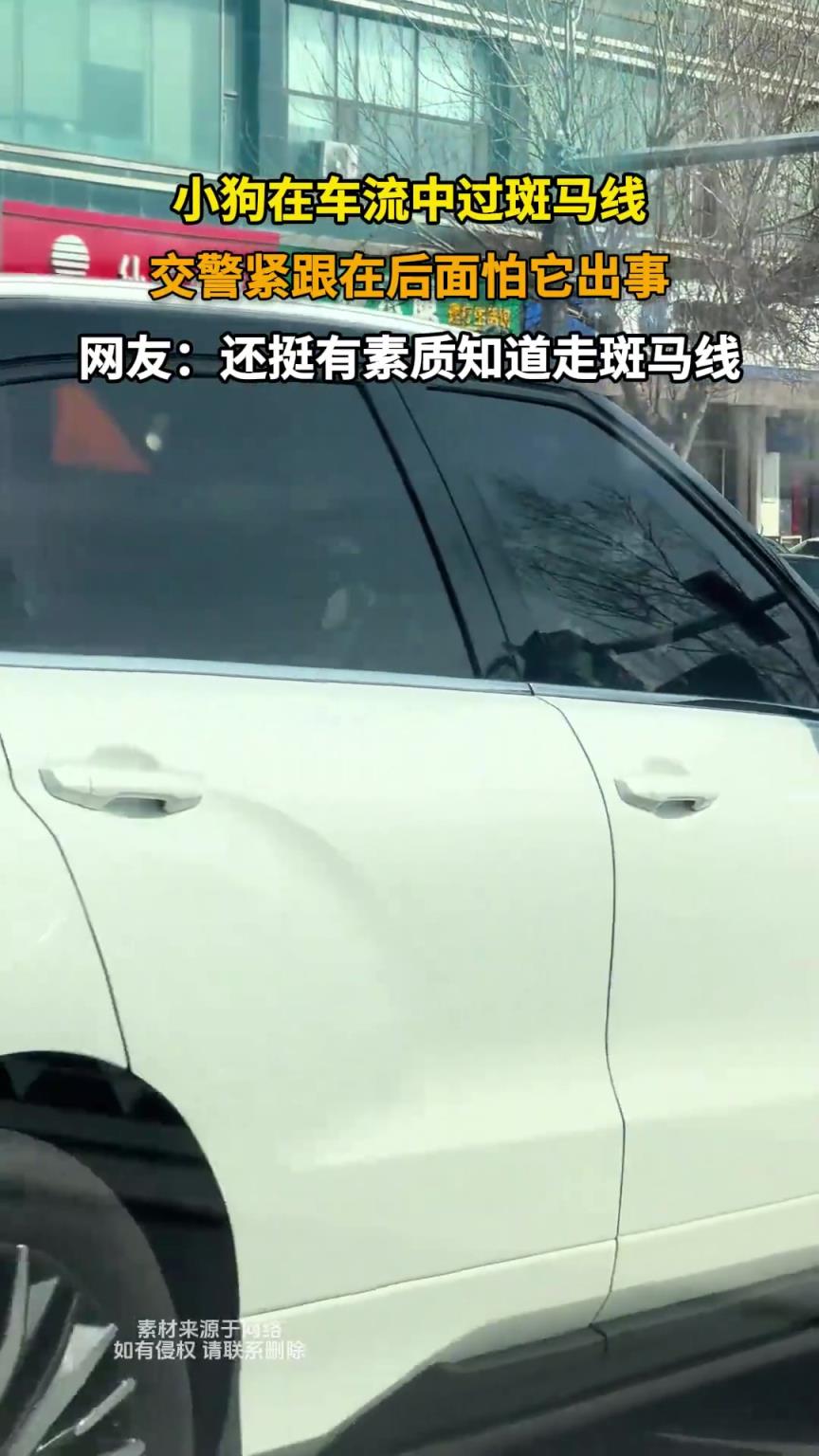 小狗在車流中過斑馬線，交警緊跟在后面怕它出事