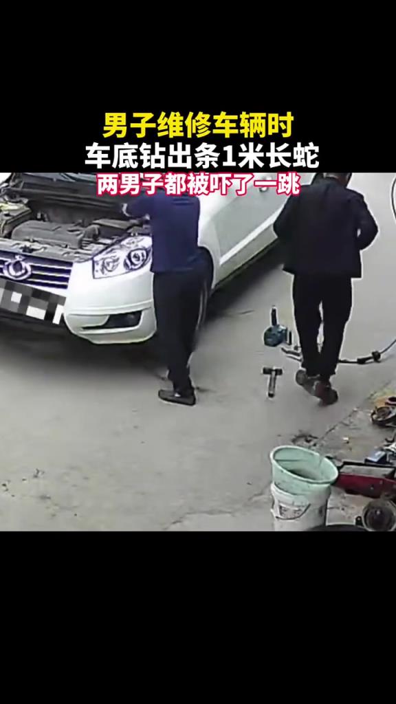男子維修車輛時,車底鉆出條1米長蛇,兩男子都被嚇了一跳!!!