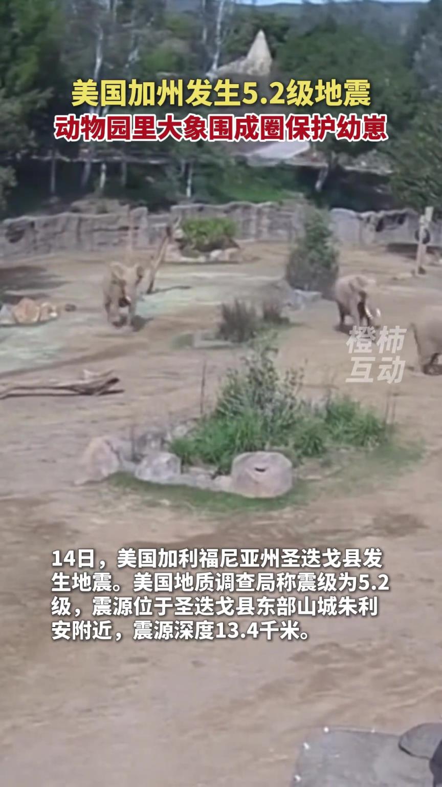 美国加州发生5.2级地震，动物园里大象围成圈保护幼崽