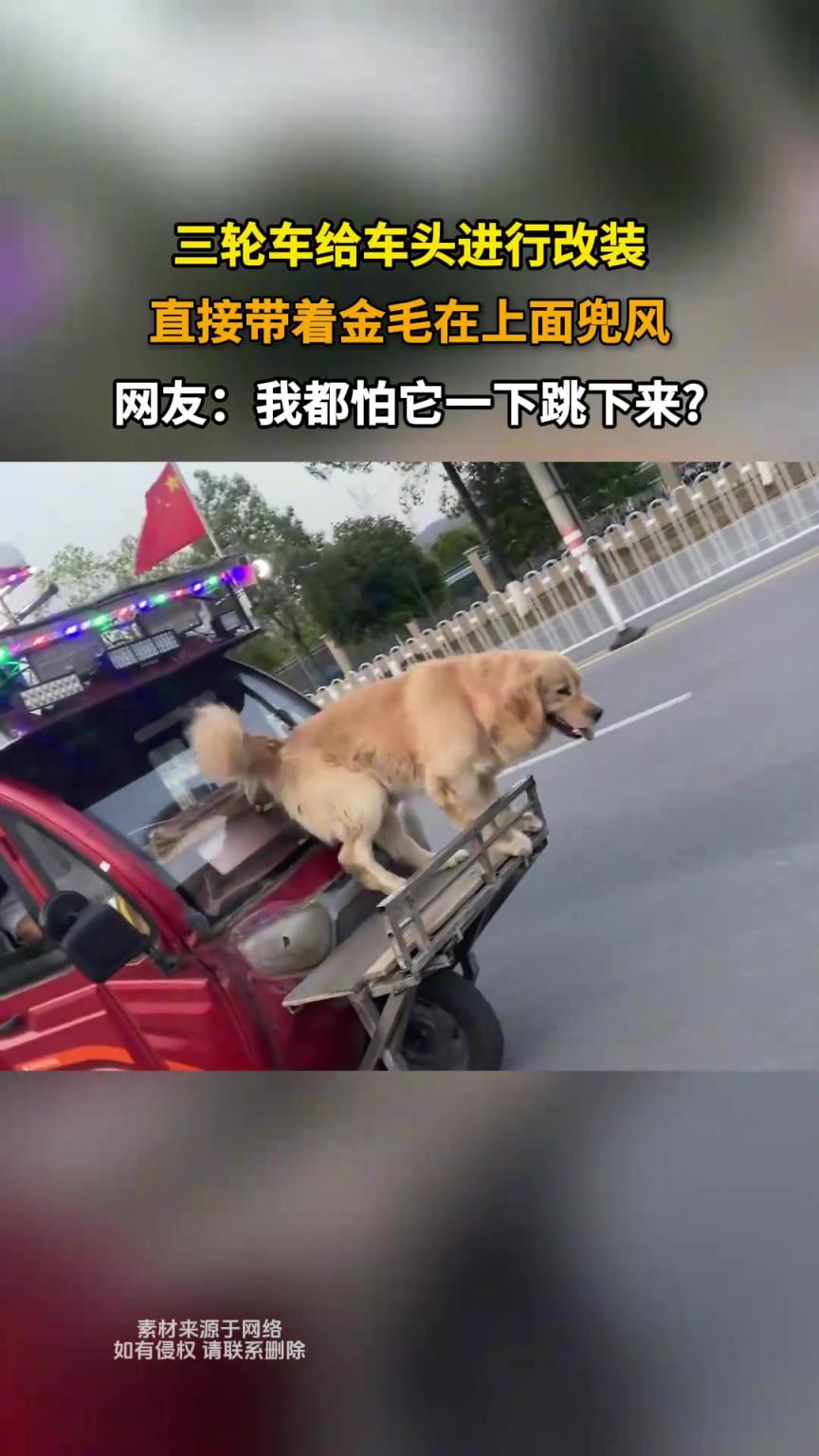 三輪車給車頭進(jìn)行改裝，直接帶著金毛在上面兜風(fēng)
