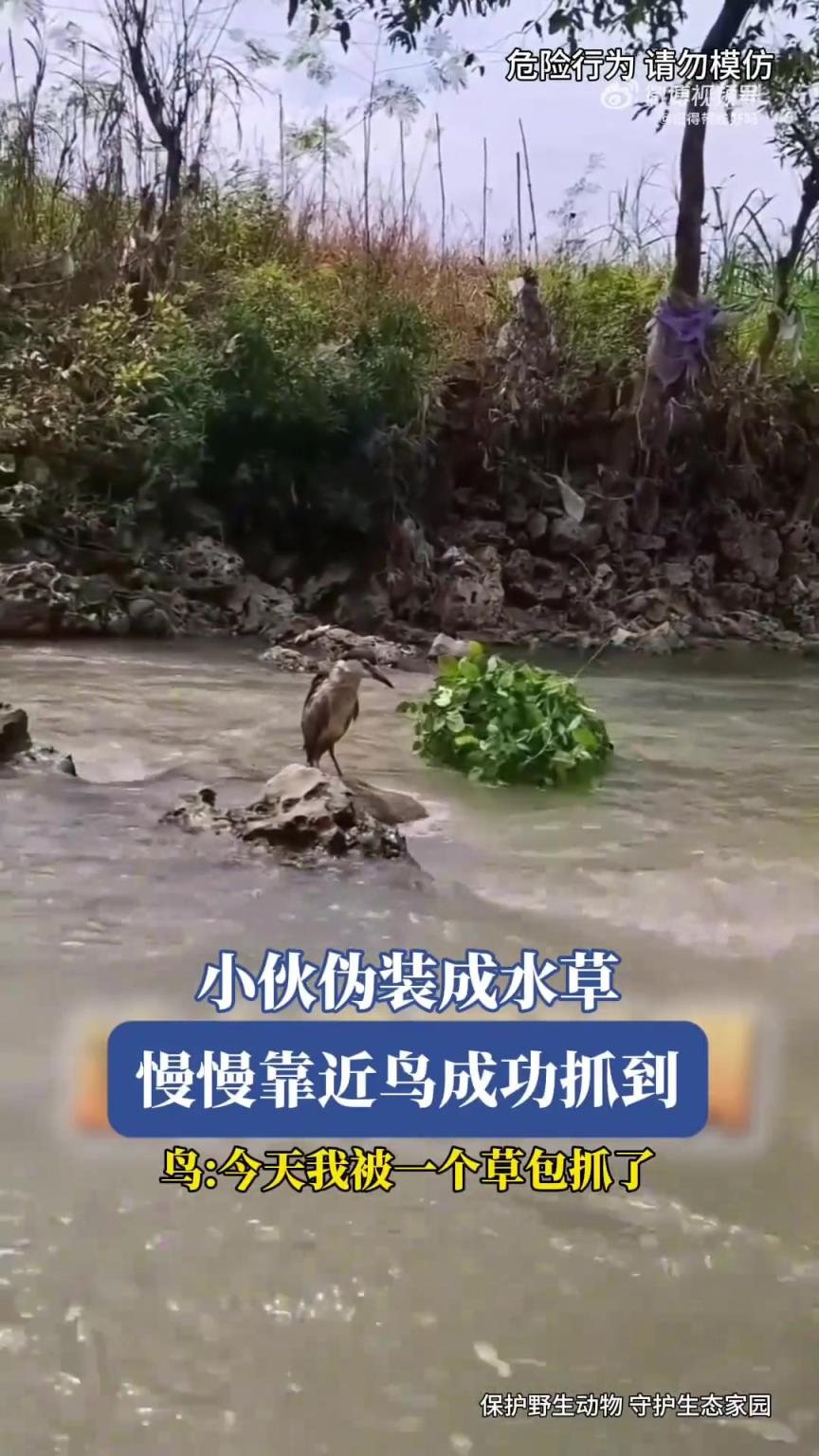 小伙伪装成水草，慢慢靠近鸟成功抓到，鸟：今天我被一个草包抓了