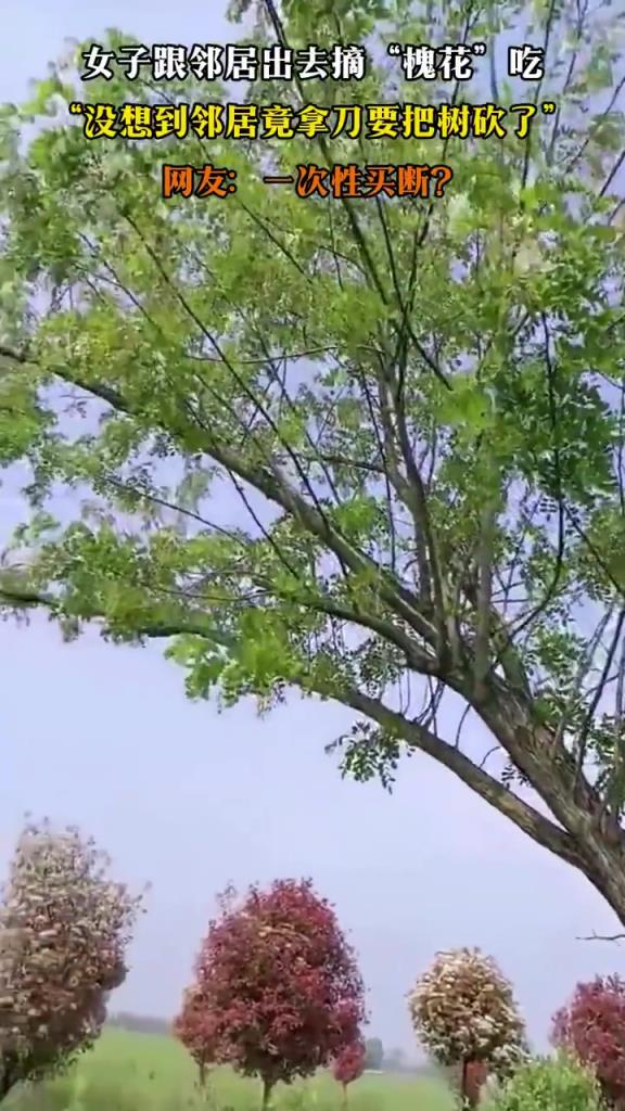 女子跟鄰居出去摘“槐花”吃，“沒(méi)想到鄰居竟拿刀要把樹(shù)砍了”