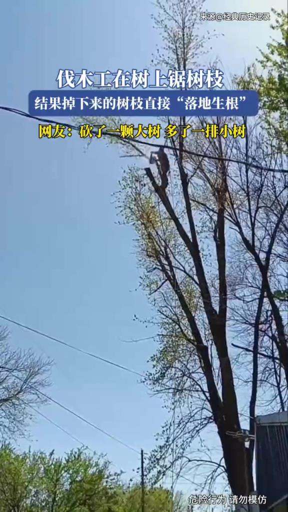 伐木工在樹上鋸樹枝,結果掉下來的樹枝直接“落地生根”!!