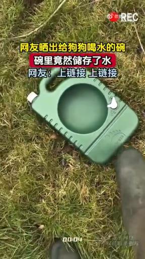 网友晒出给狗狗喝水的碗，碗里竟然储存了水