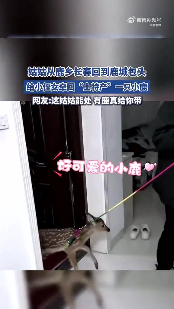 姑姑从长春带 “特产” 小鹿回包头，网友：这礼物太硬核了！