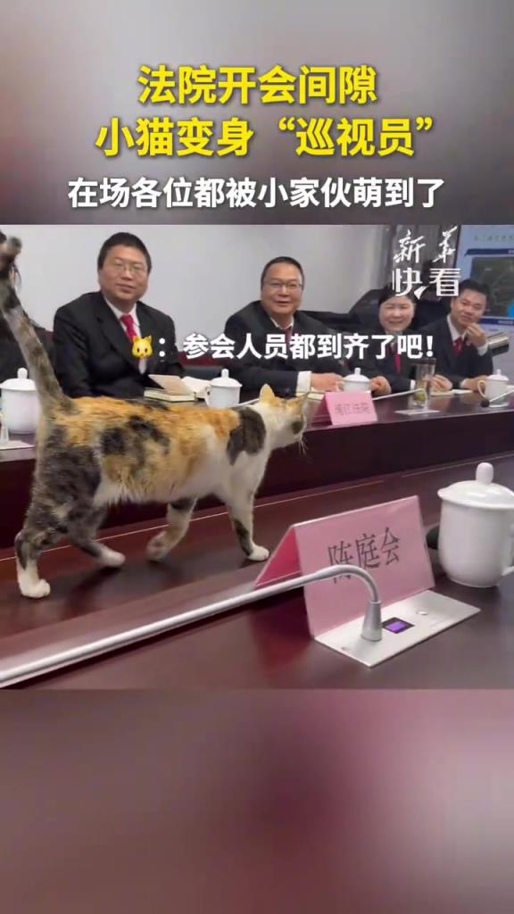 法院开会小猫 “巡视”，法官秒变 “猫奴”：萌化全场！