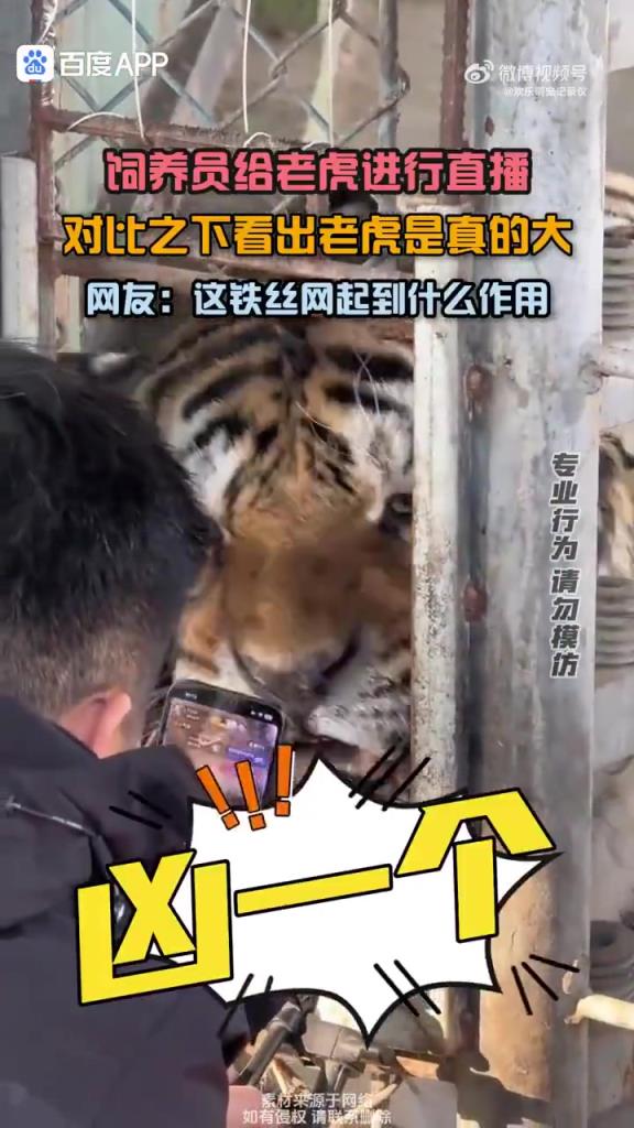 老虎:這鐵絲網是攔你們的